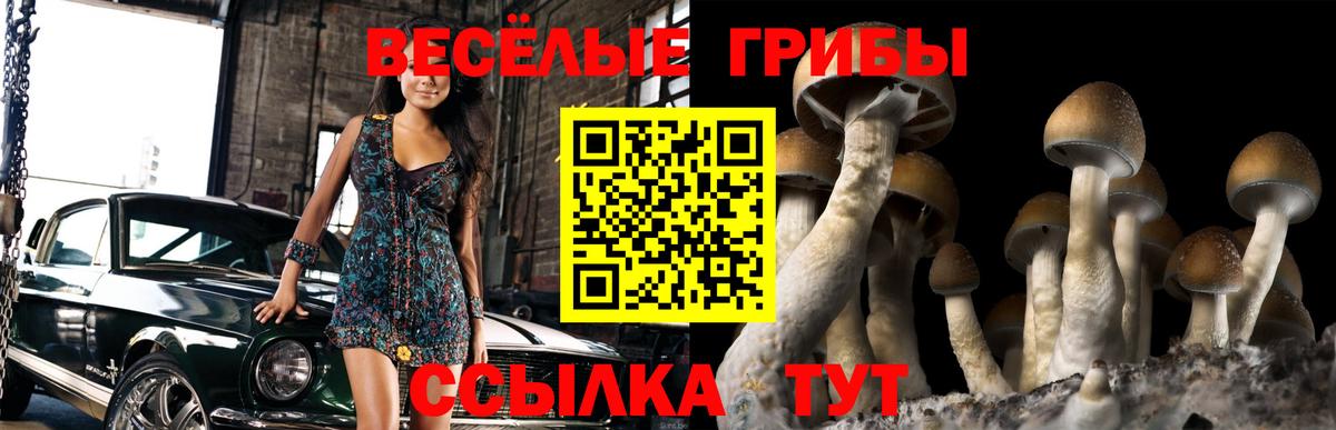 Псилоцибиновые грибы Cubensis  Вход с VPN  Дубна 